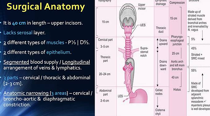 Anatomia chirurgiczna przełyku i fizjologia połykania
