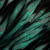 Three-dimensional cell culture: Innovations in tissue scaffolds and biomimetic systems