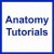 Anatomy Tutorials