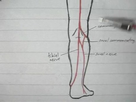 Splot lędźwiowo-krzyżowy - anatomia - 5/5