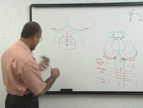 Dostarczanie krwi do mózgu 4/11 - wykład z neuroanatomii - USMLE Step 1