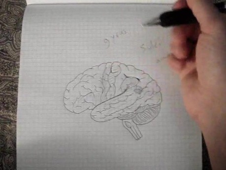 Mózg - neuroanatomia - samouczek - 10 