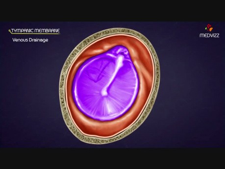 Budowa anatomiczna błony bębenkowej