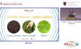Zielony superfoods – właściwości prozdrowotne Matchy (Karolina Jakubczyk) (KPTMSŻ 2024) 
