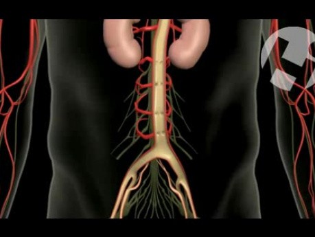 Zespół końskiego ogona - anatomia i funkcje