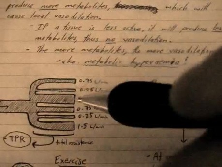 Przekrwienie metaboliczne - fizjologia układu naczyniowego - 5