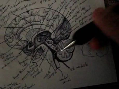 Pień mózgu - neuroanatomia - samouczek - 14