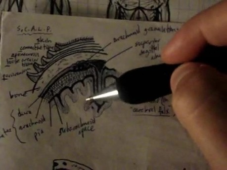 Nerwy czaszkowe -  neuroanatomia - samouczek - 26