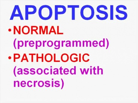 Adaptacja, uszkodzenie i apoptoza komórki - patomorfologia - część 1d