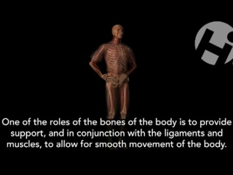 Rola kości