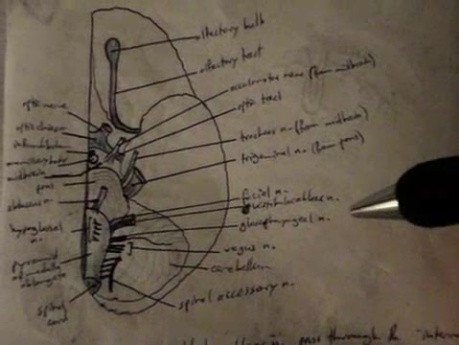 Nerwy czaszkowe -  neuroanatomia - samouczek - 24