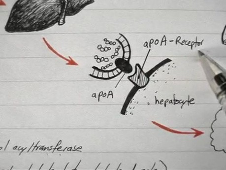 HDL - fizjologia protein - 4/4