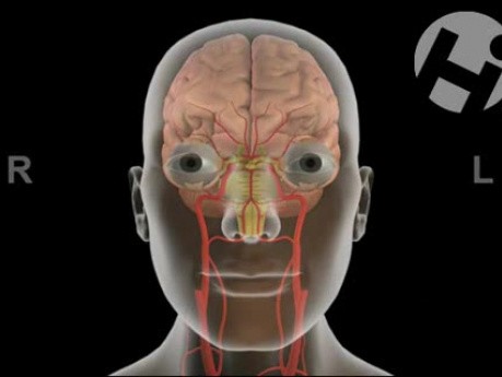 Funkcje nerwów czaszkowych