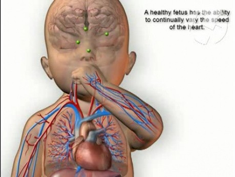 Płód - prawidłowa fizjologia serca