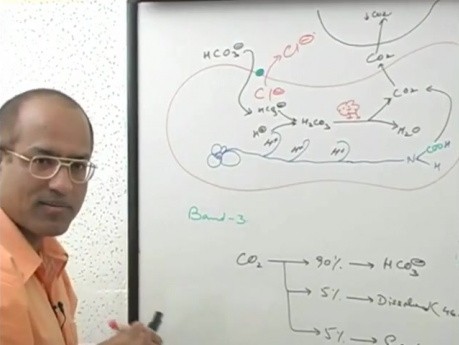 Transport CO2 6/6 - fizjologia oddychania - USMLE Step 1