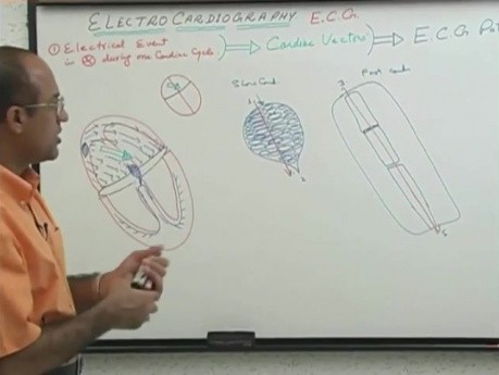 Interpretacja EKG 8/20 - fizjologia serca - USMLE Step 1