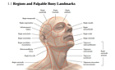 Atlas of Anatomy - Head, Neck, and Neuroanatomy, Latin Nomenclature