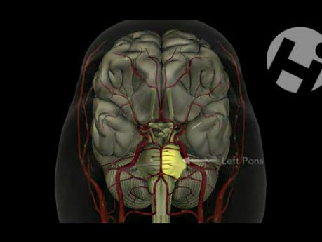 Prawidłowa anatomia i fizjologia mózgu