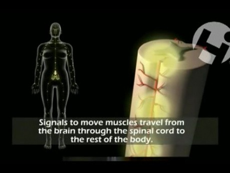 Prawidłowy układ nerwowy i jego funkcje