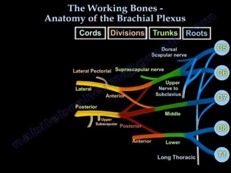 Anatomia splotu ramiennego