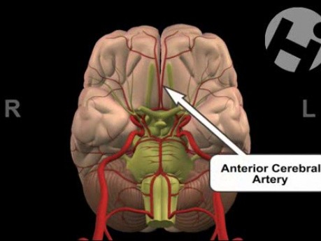 Prawidłowa anatomia mózgu