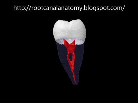Drugi ząb trzonowy żuchwy
