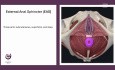 Anatomia zwieracza zewnętrznego odbytu w kilka sekund