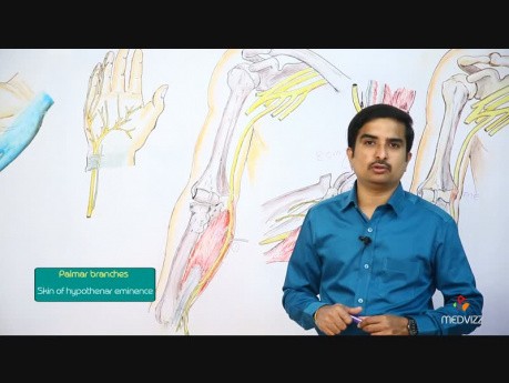 Anatomia nerwu łokciowego 