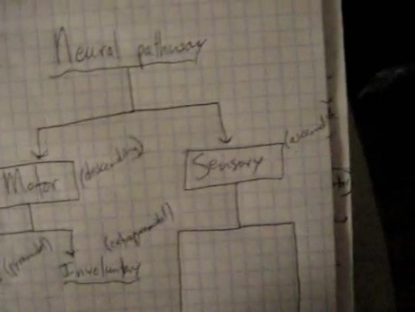 Główne drogi nerwowe - neuroanatomia - samouczek - 33