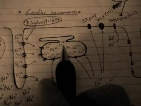 Elektromechanika - potencjał czynnościowy serca - 5/6