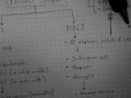 CNS i PNS - neuroanatomia - samouczek - 8