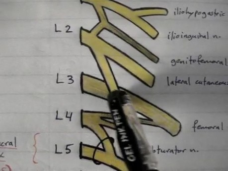 Splot lędźwiowo-krzyżowy - anatomia - 1/5