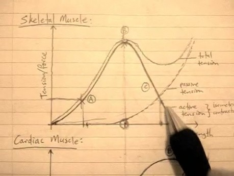 Fizjologia serca (wykres zależności napięcia od długości włókna: część 5/6)