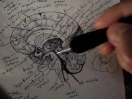 Mózg - neuroanatomia - samouczek - 13