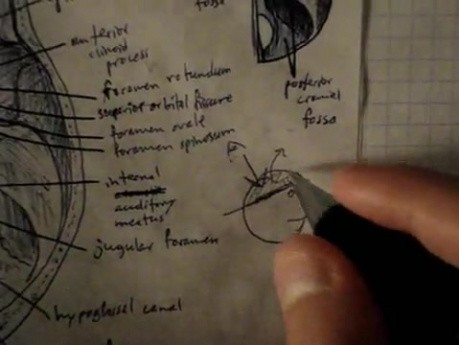 Mózgoczaszka -  neuroanatomia - samouczek - 27