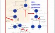Choroby układu immunologicznego - patomorfologia - część 6j