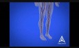 Edukacja w cukrzycy - Animacja medyczna 3D