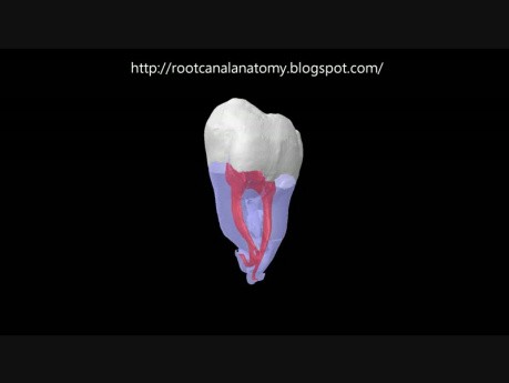Trzeci ząb trzonowy żuchwy