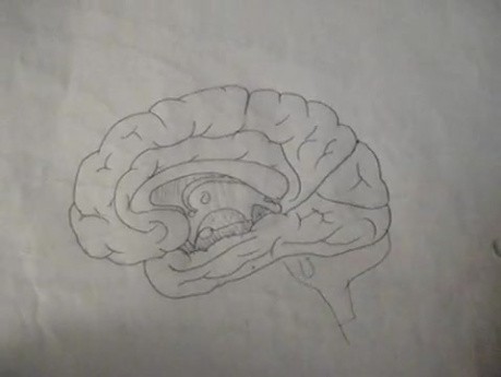 Mózg - neuroanatomia - samouczek - 11