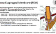 La Physiologie de la Barrière Anti-Reflux 