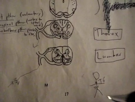 Czuciowe drogi nerwowe - neuroanatomia - samouczek - 35
