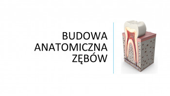 Budowa anatomiczna zębów cz. 1