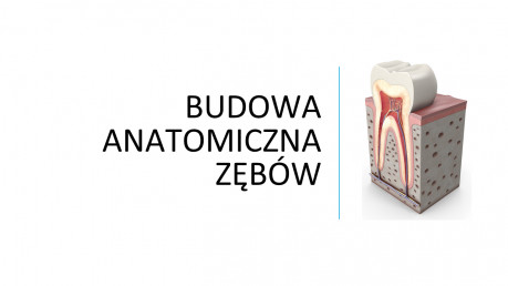 Budowa anatomiczna zębów cz. 1