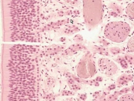 Jama nosowa - histologia