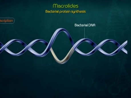 Makrolidy - szczegółowa farmakologia 