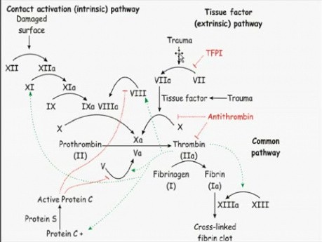 Zaburzenia hemodynamiczne, choroba zakrzepowo-zatorowa i wstrząsy - patomorfologia - część 4f