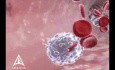 Sanuwave - Dermapace - animacja 3D