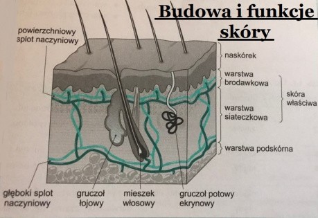 Budowa i funkcja skóry