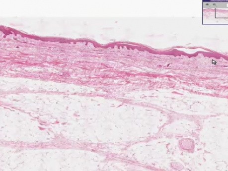 Wprowadzenie - histologia