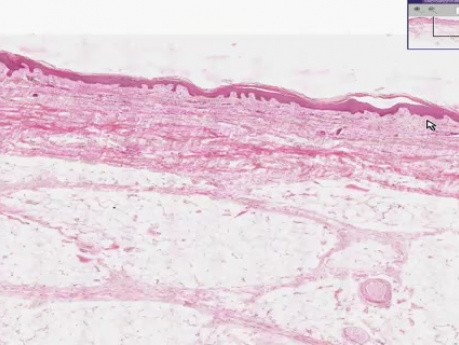 Wprowadzenie - histologia